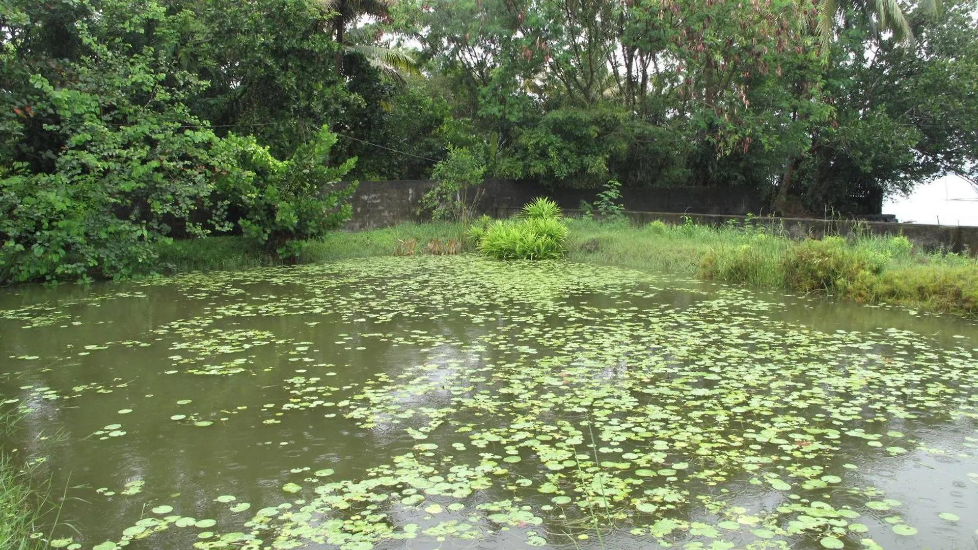 Hibiscus Earth - A Cgh Earth Saha Experience Villa Alappuzha 0*,  India