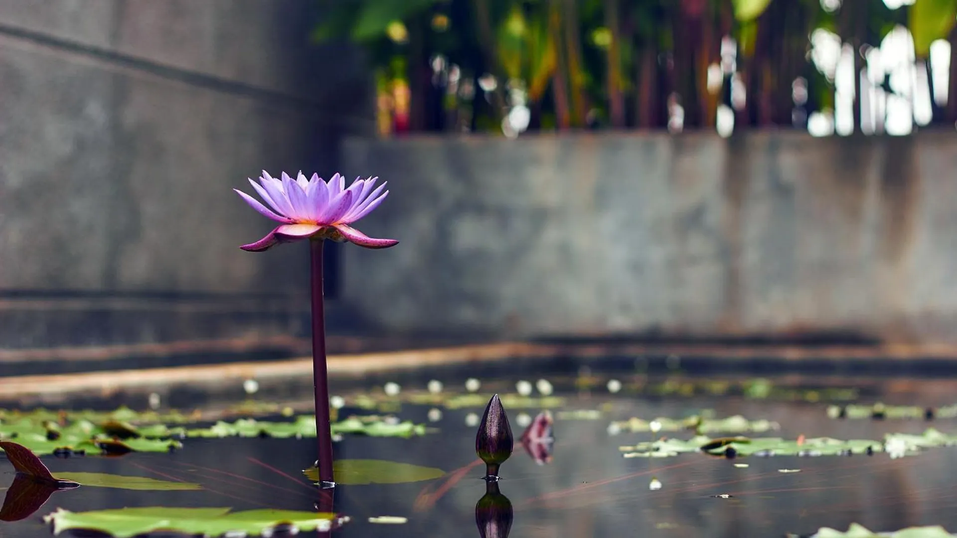 Hibiscus Earth - A Cgh Earth Saha Experience Villa Alappuzha